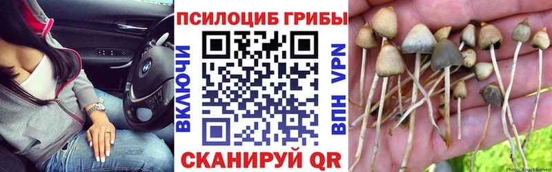 купить наркотик  Любань  мега маркетплейс  Псилоцибиновые грибы Psilocybine cubensis 